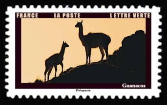 Guanacos (Lama guanicoe)