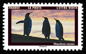 King Penguin (Aptenodytes patagonicus)