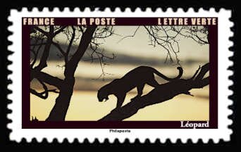 Leopard (Panthera pardus)