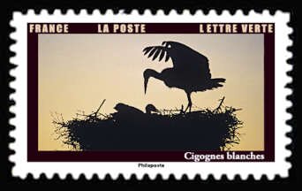 White Stork (Ciconia ciconia)