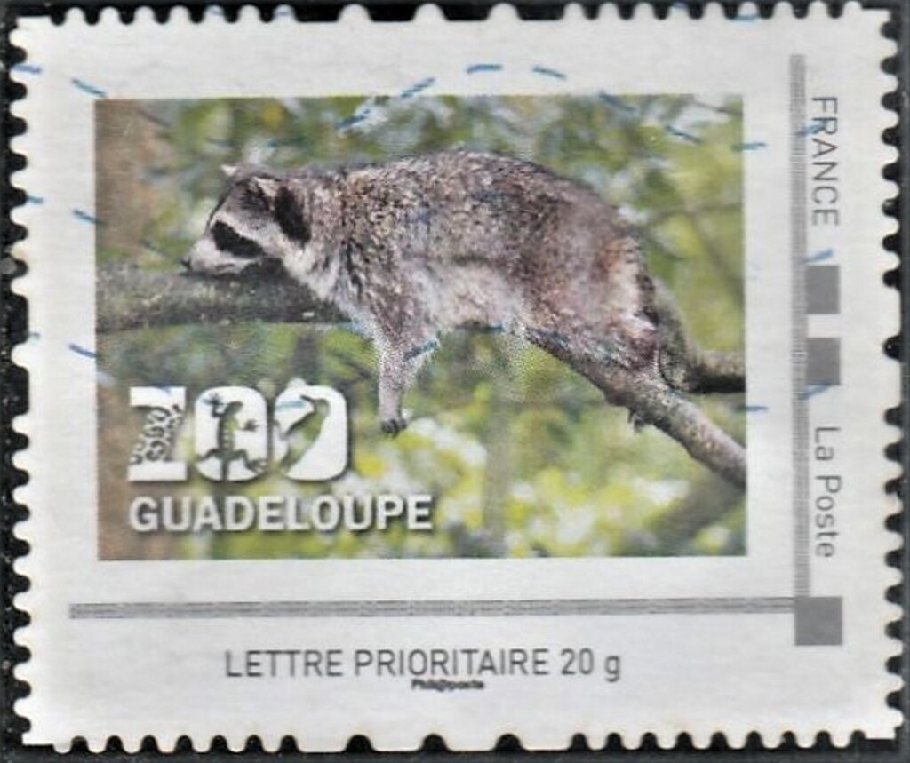 Raccoon Zoo Guadeloupe