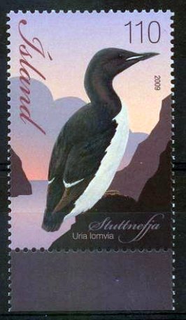 Thick-billed Murre (Uria lomvia)