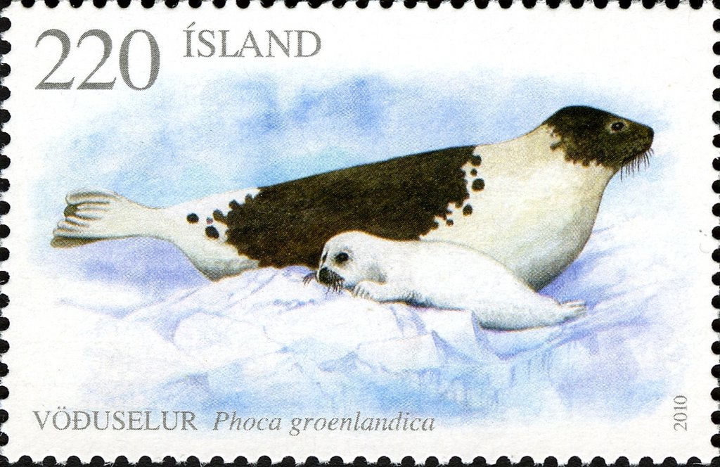 Harp Seal (Phoca groenlandica)