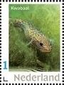 Burbot