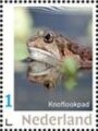 Garlic toad