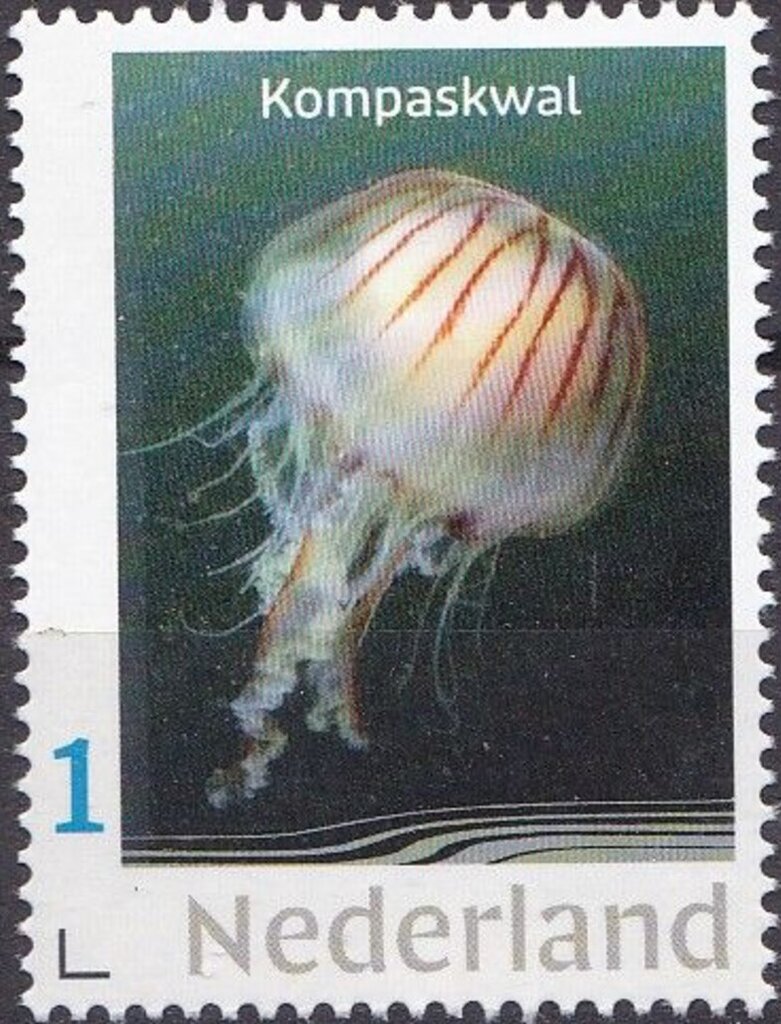 Invertebrates in the North Sea