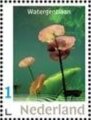Water gentian