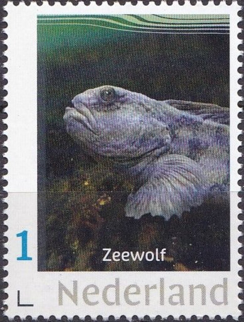 Wolffish