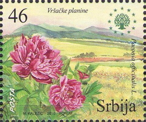 Peonies in Deliblatska sand dunes