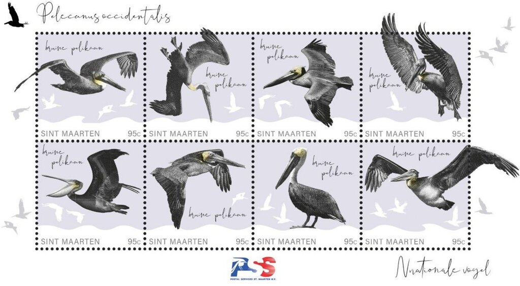 Brown Pelican (Pelecanus occidentalis)