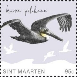 Brown Pelican (Pelecanus occidentalis)