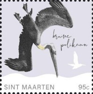 Brown Pelican (Pelecanus occidentalis)