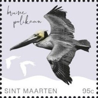 Brown Pelican (Pelecanus occidentalis)