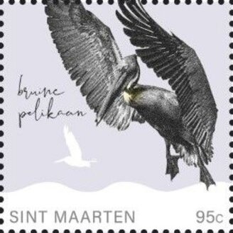 Brown Pelican (Pelecanus occidentalis)