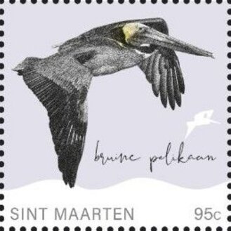 Brown Pelican (Pelecanus occidentalis)