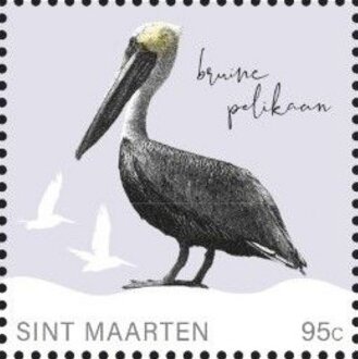 Brown Pelican (Pelecanus occidentalis)
