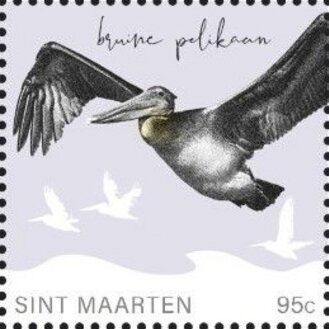 Brown Pelican (Pelecanus occidentalis)
