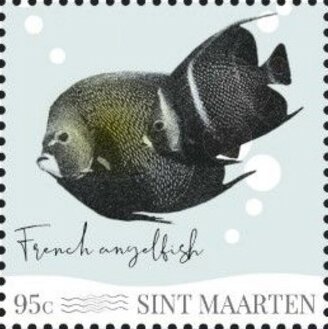 French Angelfish (Pomacanthus paru)