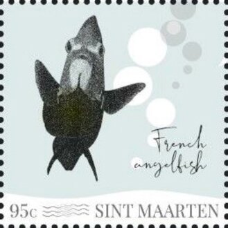 French Angelfish (Pomacanthus paru)
