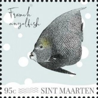 French Angelfish (Pomacanthus paru)