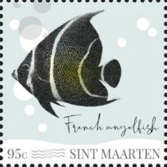 French Angelfish (Pomacanthus paru)