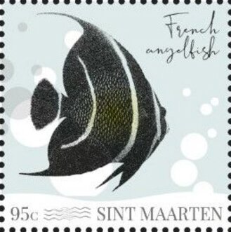 French Angelfish (Pomacanthus paru)