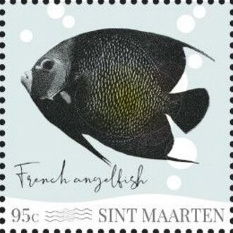 French Angelfish (Pomacanthus paru)