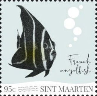 French Angelfish (Pomacanthus paru)