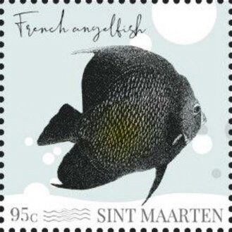 French Angelfish (Pomacanthus paru)