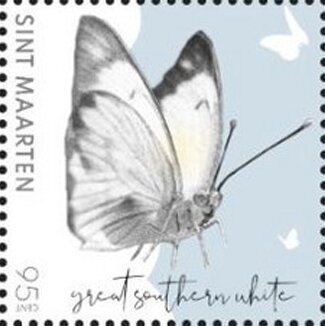 Great Southern White Butterfly (Ascia monuste)
