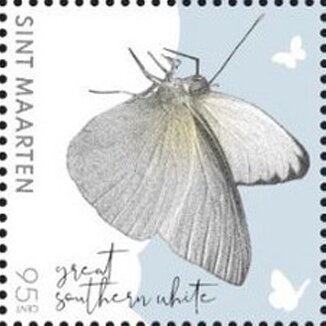 Great Southern White Butterfly (Ascia monuste)
