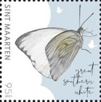 Great Southern White Butterfly (Ascia monuste)