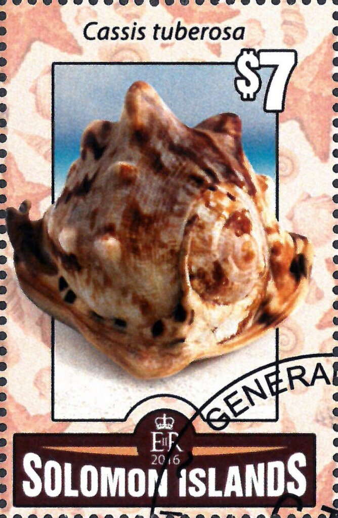 Cassis tuberosa