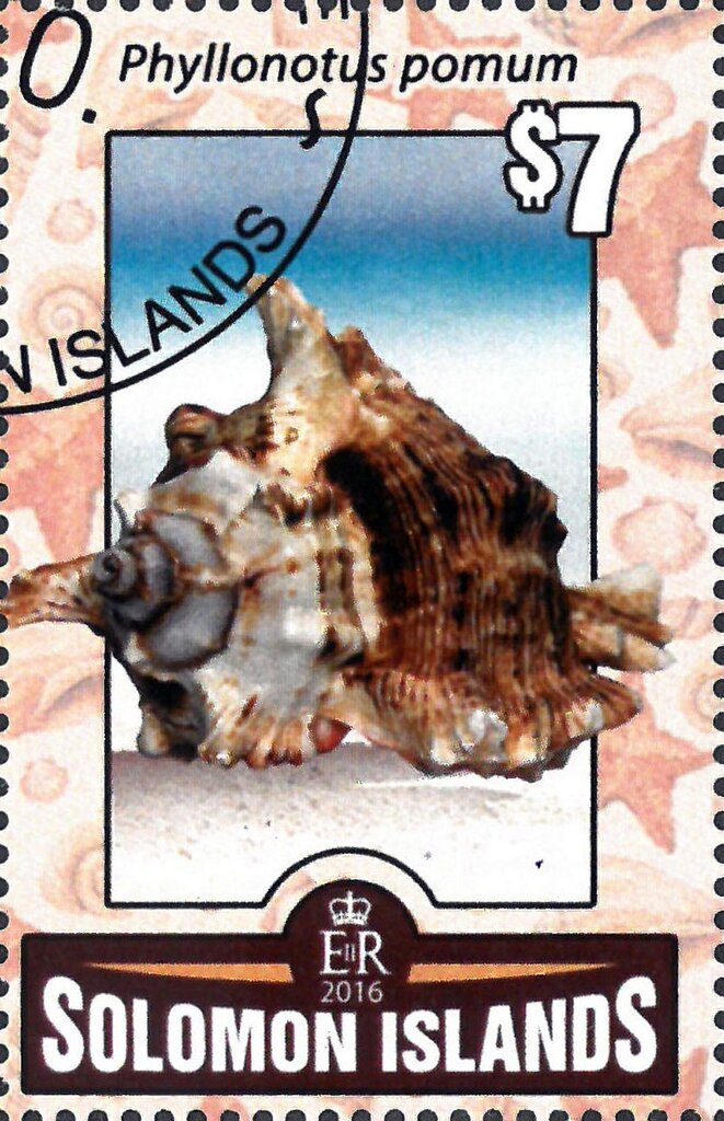 Phyllonotus pomum