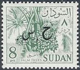 Date palm (Phoenix dactylifera)