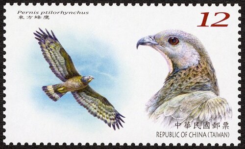 Crested Honey Buzzard (Pernis ptilorhynchus)