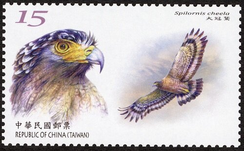 Crested Serpent Eagle (Spilornis cheela)