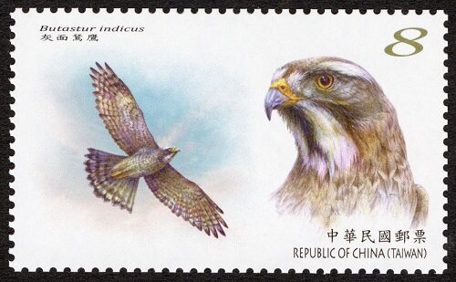 Grey-Faced Buzzard (Butastur indicus)