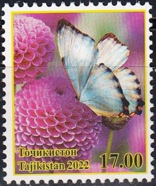 Butterflies and Flowers