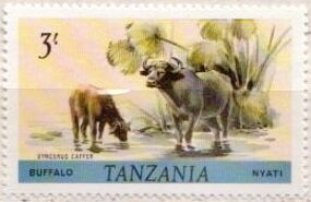 African Buffalo (Syncerus caffer)