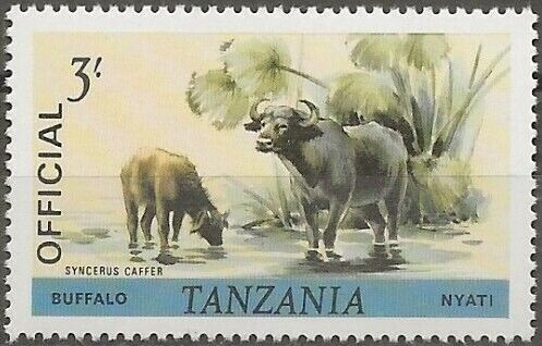 African Buffalo (Syncerus caffer)