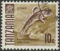 Barred Mudskipper (Periophthalmus sobrinus)