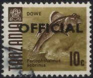 Barred Mudskipper (Periophthalmus sobrinus)