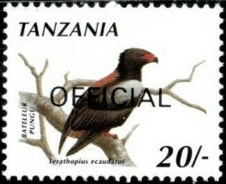 Bateleur (Terathopius ecaudatus)