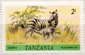 Burchell's Zebra (Equus burchelli)