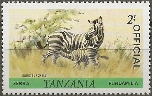 Burchell's Zebra (Equus burchelli)