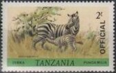 Burchell's Zebra (Equus burchelli)