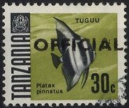 Dusky Batfish (Platax pinnatus)