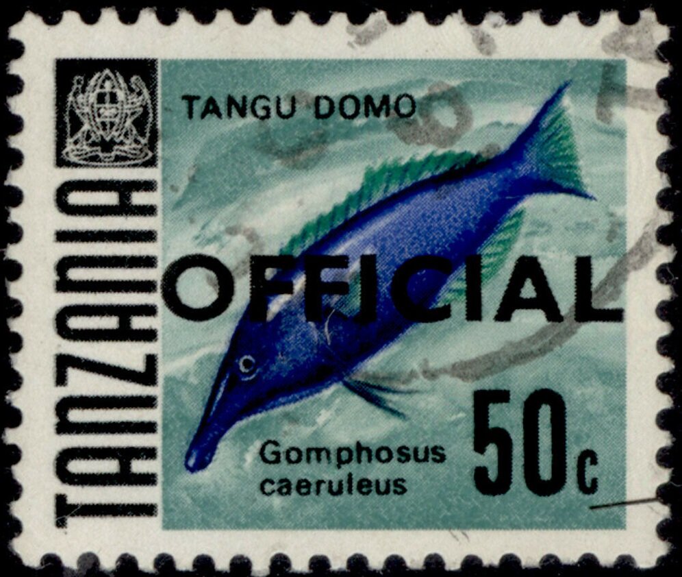 Green Birdmouth Wrasse (Gomphosus caeruleus)