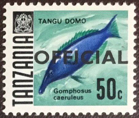Green Birdmouth Wrasse (Gomphosus caeruleus)